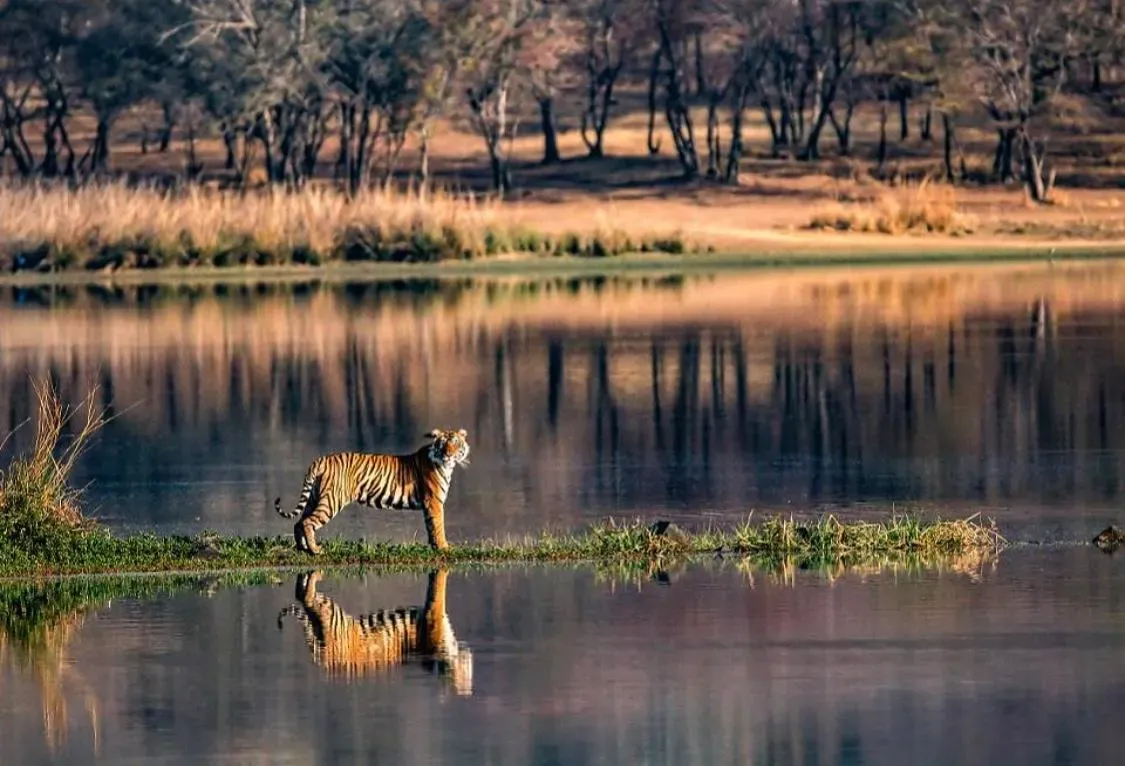 Padam Talao, Ranthambore