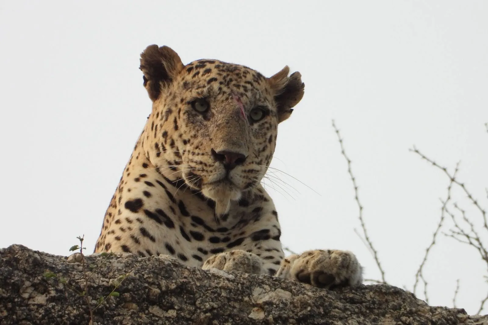 Jawai leopard country