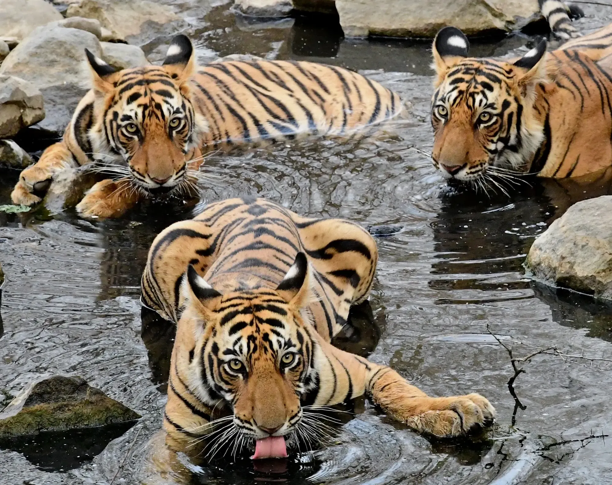 Bundi to Ranthambore